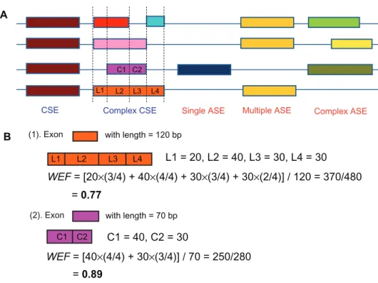Figure s1. (A) The classification of the ASE/CSE exon type; (B) Two examples of how the weighted exon frequency is calculated.
