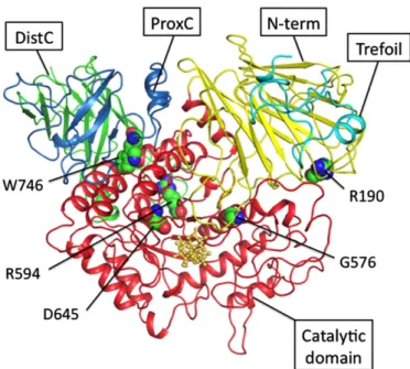 Fig. 7. Molecular modeling of Human GAA. The predicted wild type of human GAA model. The predicted structure comprises ﬁve domains: trefoil type P domain (light blue),  N-terminal (yellow), catalytic domain (red), proximal C (blue), N-terminal and distal C