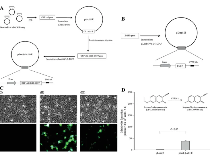 Figure 1. Construction of pLenti-1A2-I-E encoding functional human CYP1A2. A: The experimental procedure for the construction of the CYP1A2-expression vector, pLenti- pLenti-1A2-I-E, is depicted