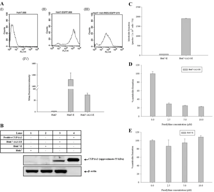 Figure 2. The characteristic comparison of stable Huh7 cell lines individually carried with human CYP1A2 and EGFP genes