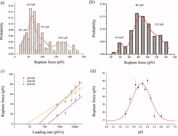 FIG. 3. 共Color online兲 Frequency histograms of rupture forces for DNA triplex at 共a兲 the loading rates of 676 pN/s 共n=309 rupture events兲 and 共b兲 2366 pN/s 共n=261 rupture events兲