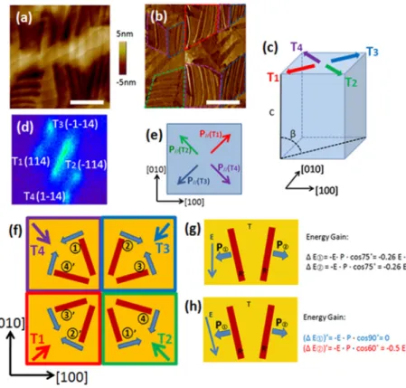 FIG. 2. Ferroelectric domains of mixed phase BiFeO 3 .