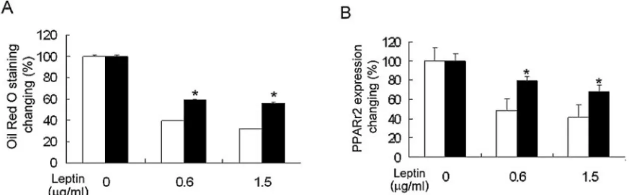 Figure 5. Comparison of the effect of leptin on adipogenic differentiation of mesenchymal stem cells (MSCs)