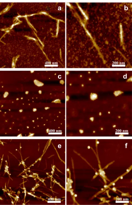 Figure 3. AFM images of LAF doped with MNPs of diameter sizes of (a,b) 5 nm, (c,d) 10 nm, and (e,f) 20 nm