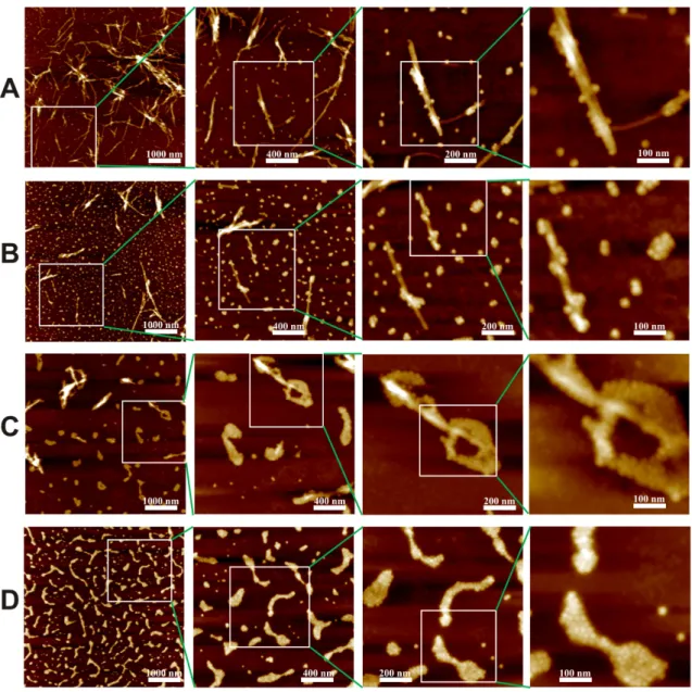 Figure 4. AFM images of the resultant self-assembled LAF incorporated with an array of volume concentration of 10 nm NPs, (A) 10 µL, (B) 15 µL, (C) 20 µL and (D) 30 µL at increasing scales of resolution from left to right is illustrated, and each zoomed-in
