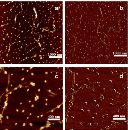 Figure 6. AFM images of LAF doped with 300 µL of MNPs of 20 nm diameter size present topographical measurement in (a,c) surface height and (b,d) phase domain of the sample, where the lower panels are the respective magnification of the upper ones.