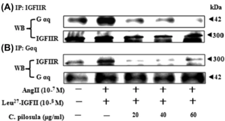 Fig. 5. C. pilosula attenuated AngII plus Leu 27