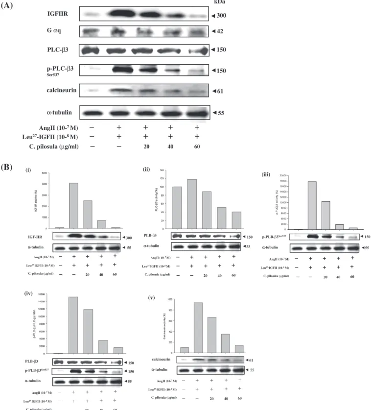 Fig. 3. C. pilosula inhibited IGFII/IGFIIR signaling pathway induced by AngII plus Leu 27