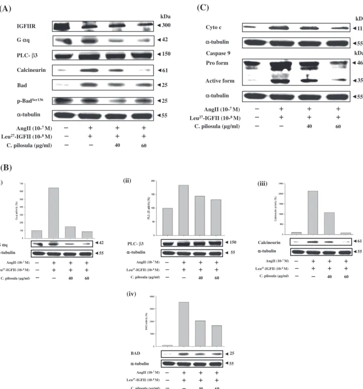 Fig. 4. C. pilosula was also able to suppress the IGFIIR apoptotic pathway in neonatal rat cardiomyocytes