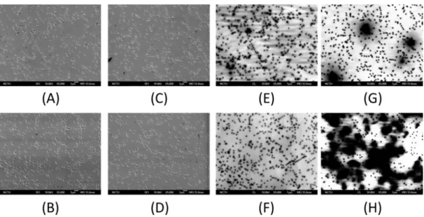 Figure 4. The SEM image MQWs with 250 nm diameter V-pits at wavelength of (A) 380 nm; (B) 420 nm;  (C) 460 nm; and (D) 500 nm