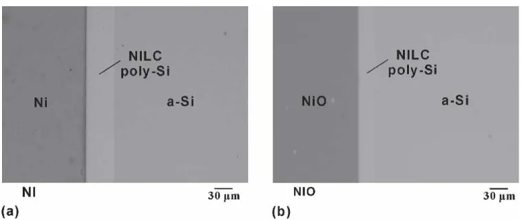 Figure 1 shows the NILC poly-Si of samples after annealing at 550 °C for 12 h. The light region at the periphery of the metal islands was the  poly-Si area, which was composed of needlelike poly-Si grains