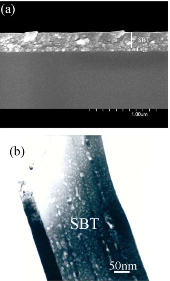 Fig. 1. (a) SEM and (b) TEM cross-section micrographs of SBT thin film pyrolyzed at 450 ◦ C for 30 min.