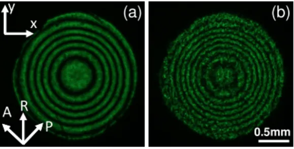 Fig. 3. The phase profiles of the LC lens at (a) 0 V rms  and (b) 2.6 V rms  (f = 1kHz)