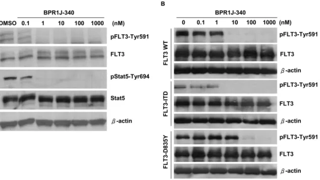 Figure 2. BPR1J-340 inhibits FLT3-dependent signaling. (A) MV4;11 cells were treated with BPR1J-340 at the indicated concentrations for 1 hour