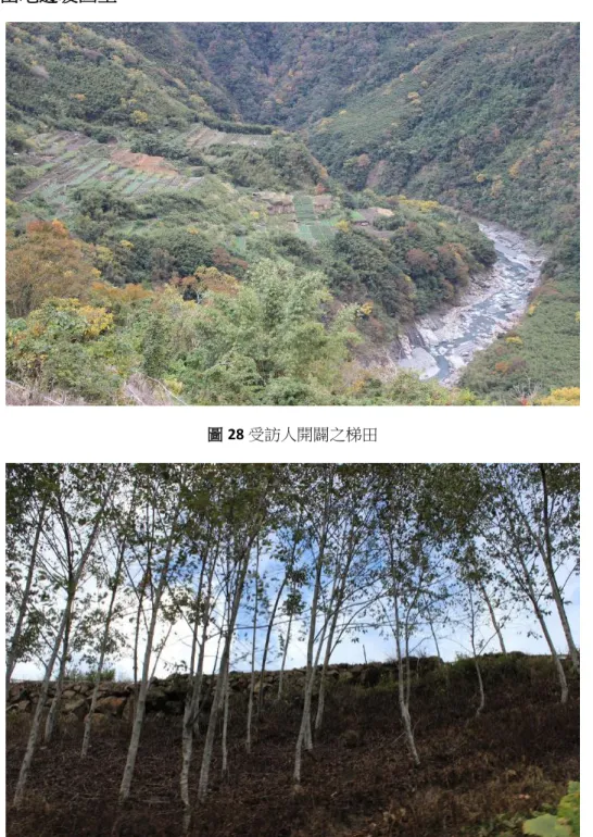 圖 29 開墾地次生赤楊木穩固水土 