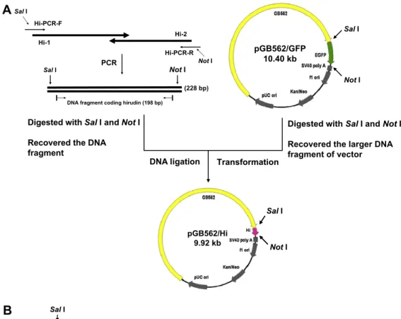 Fig. 1. Schematic presentation of the procedure to synthesize the DNA fragment encoding hirudin and to construct the expression vector, pGB562/Hi