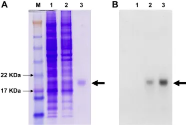 Fig. 3. Western blot analysis of recombinant hirudin expressed in pGB562/Hi/ SI-PMEC cells