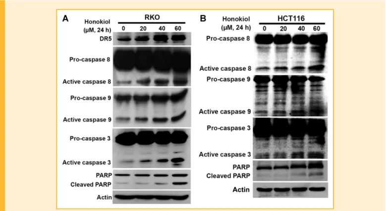 Fig. 3. Honokiol induces the death receptor DR5 and cleaved protein forms of caspase 9, caspase 8, caspase 3 and PARP in human colorectal cancer cells
