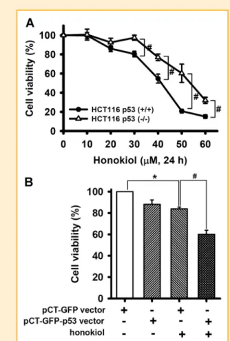 Fig. 7. The expression of p53 increases the honokiol-induced cell death in human colorectal cancer cells