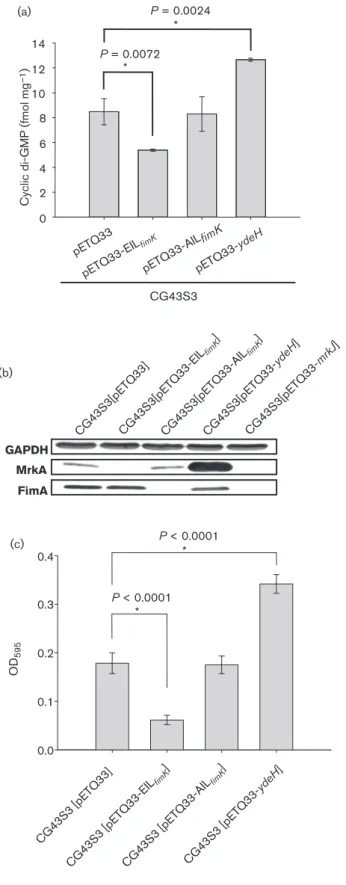 Fig. 6. c-di-GMP effects on the expression of type 1 fimbriae. (a) Quantification of c-di-GMP using ELISA according to the manual (Wuhan EIAab Science)