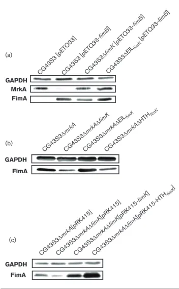 Fig. 2. Western blot analysis of fimK deletion effects on type 1 fimbriae expression. Expression of the type 1 fimbriae major pilin FimA was determined in (a) FimB recombinase overexpression bacteria CG43S3[pETQ33-fimB], and the derived strains CG43S3DfimK