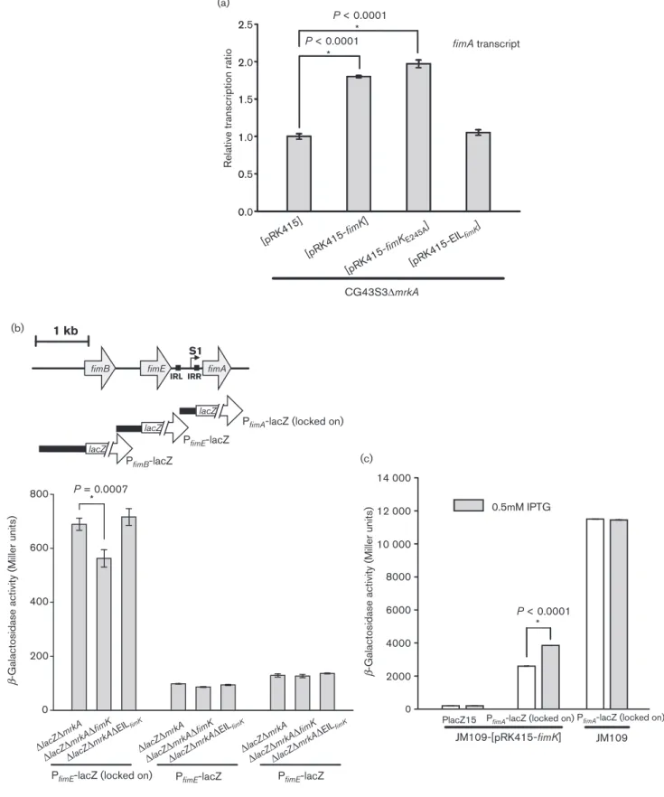 Fig. 3. FimK positively affects type 1 fimbriae transcript levels. (a) qRT-PCR analysis of the type 1 fimbriae (fimA) transcription