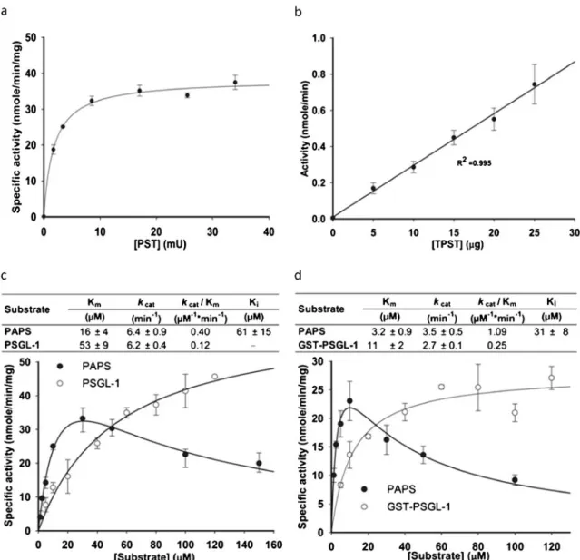 Fig. 2 Activities of DmTPST determined through PST-TPST coupled enzyme assay. a Effect of PST on protein sulfation