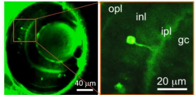 Fig. 1 Accumulation of FITC-DA in cells that possess features consistent with  the  characteristics  of  retinal  amacrine  cells