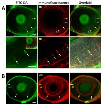 Fig. 2 Confirmation of the selective labelling of dopaminergic amacrine  neurons in the retina of larval zebrafish