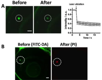 Fig.  4  Fluorescent  determination  of  the  secretion  of  dopamine  from  single retinal  dopaminergic  amacrine cells