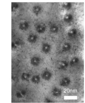 Figure 2. The plan-view TEM image shows the shape and strain