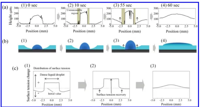 Figure 6. (a) Temporal profile change in a glycine dense liquid droplet and (b) schematic illustrations after turning off the laser beam