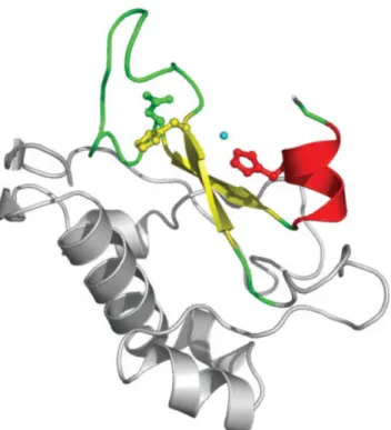 Fig. 1. The ribbon representation of colicin ColE7 (PDB code: 7CEI). The ␤␤␣-metal motif is rendered in colors according to the secondary structural elements (helices in red, ␤-strands in yellow, and loops in green), while other parts of the protein in gra