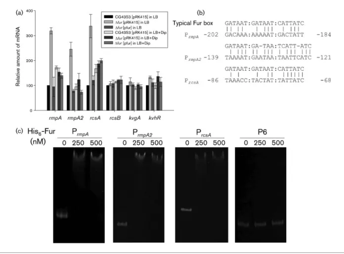 Fig. 1. Fur directly represses the expression of rmpA, rmpA2 and rcsA. (a) qRT-PCR analysis