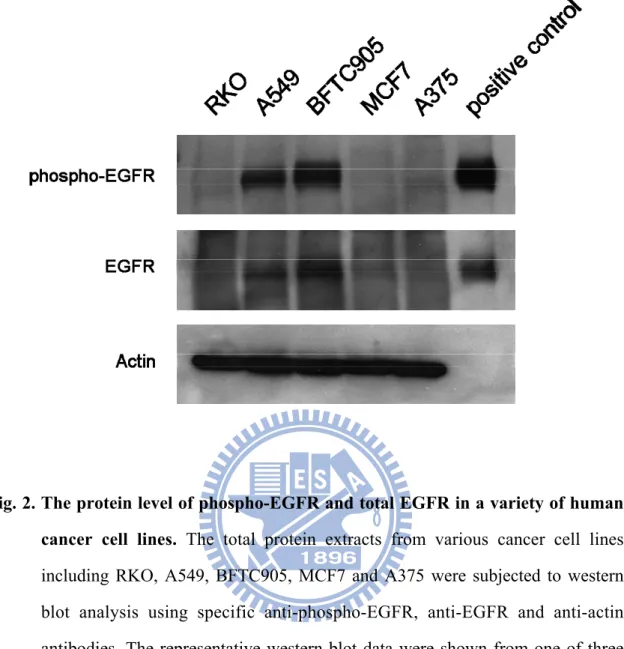 Fig. 2. The protein level of phospho-EGFR and total EGFR in a variety of human        cancer cell lines