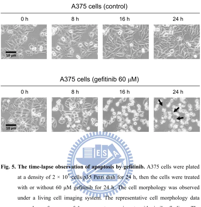 Fig. 5. The time-lapse observation of apoptosis by gefitinib. A375 cells were plated 