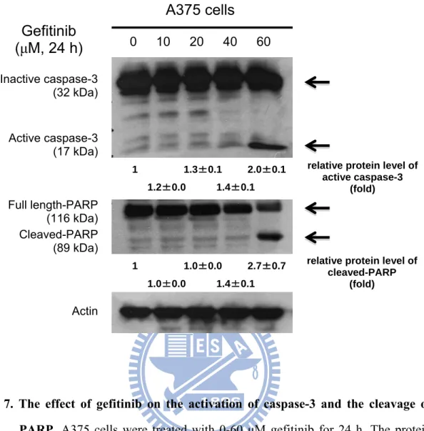 Fig. 7. The effect of gefitinib on the activation of caspase-3 and the cleavage of              