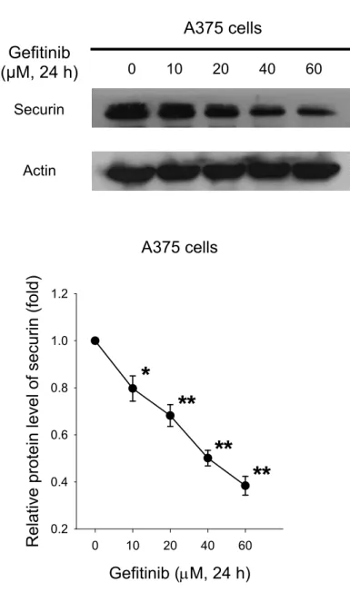 Fig. 8. The effect of gefitinib on the securin protein expression. (A) A375 cells were 