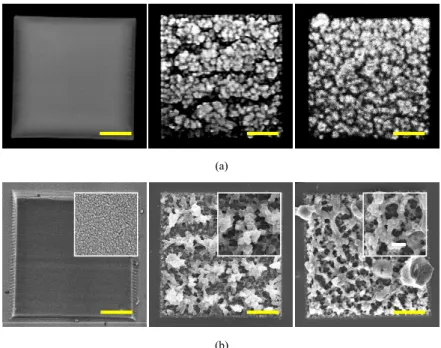 Fig. 2. (a) TPEF and (b) SEM images of three different fabricated microstructures from BSA  only, 20 mg/mL GOD with 5 mg/mL BSA, and 100 mg/mL GOD with 5 mg/mL BSA (from  left to right)