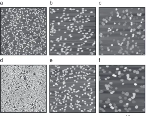 Fig. 1. AFM image of InN nanodots grown by the CM method at (a) 600 1C, (b) 650 1C, and (c) 700 1C