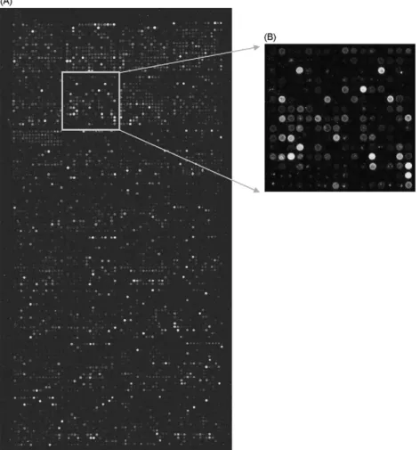 Fig. 4. One of cDNA microarray images after competitive hybridization and fluorescence scanning (A) and the partial images in the microarray (B)