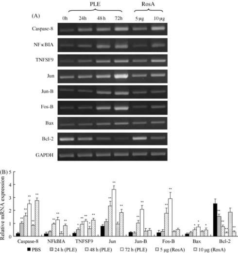 Fig. 7. Semi-quantitative RT-PCR assays of mRNA expression in HepG2 cells treated with PLE and RosA