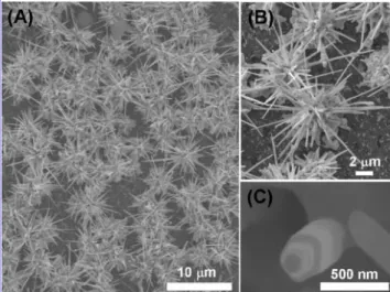 Figure 3 . SEM images of urchin-like Au morphology grown on Si for 18 h: (A) low-magnification, (B) high magnification, and (C) a short NR on the substrate.