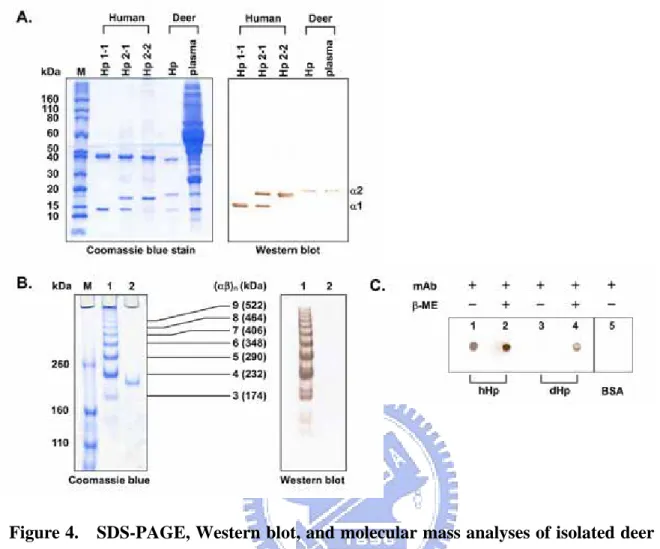 Figure 4.    SDS-PAGE, Western blot, and molecular mass analyses of isolated deer and  human Hp