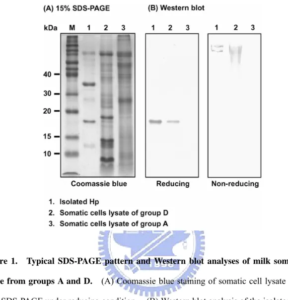 Figure 1.    Typical SDS-PAGE pattern and Western blot analyses of milk somatic cell  lysate from groups A and D