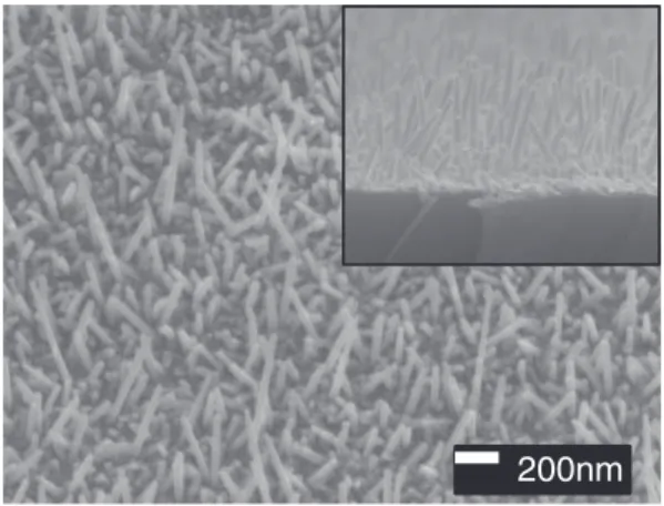 Fig. 2. Scanning electron microscopy (SEM) images of ITO nanorod array viewed from 45  
