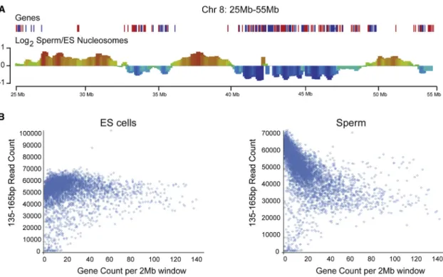 Figure 3. Preferential Histone Retention Occurs at Gene Deserts in Sperm