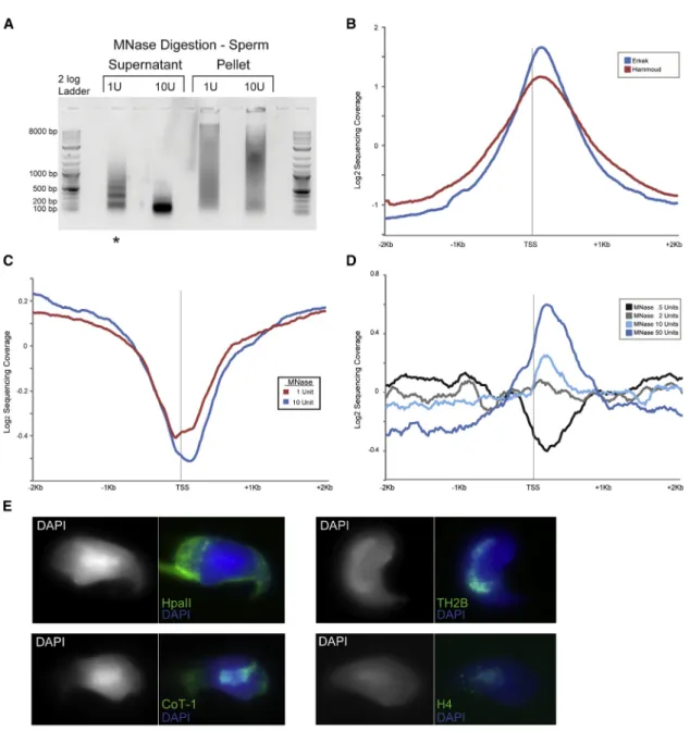 Figure 4. A Small Subset of Nucleosomes Is Retained at Promoters in Sperm