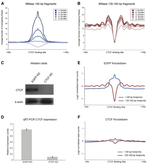 Figure 6. Nuclease-Resistant Footprints over CTCF Motifs Represent Bona Fide CTCF Binding in ESCs