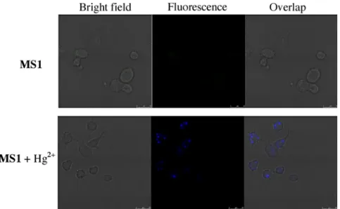 Fig. 10. Fluorescence images of RAW 264.7 cells treated with MS1 and Hg 2+ . (Left) Bright ﬁeld image; (middle) ﬂuorescence image; and (right) merged image.